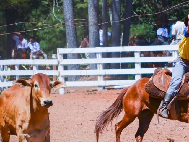 CTGs cancelam bailes, ensaios e rodeios. Provas do Cavalo Crioulo serão suspensas
