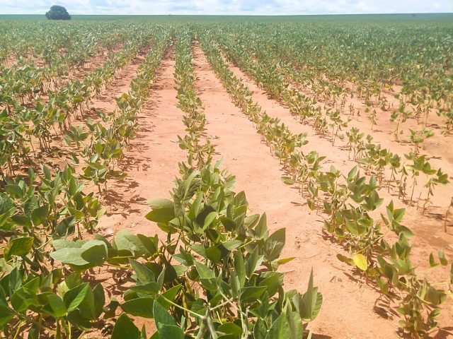 Renegociação para agricultores deve começar na próxima  segunda-feira (20)