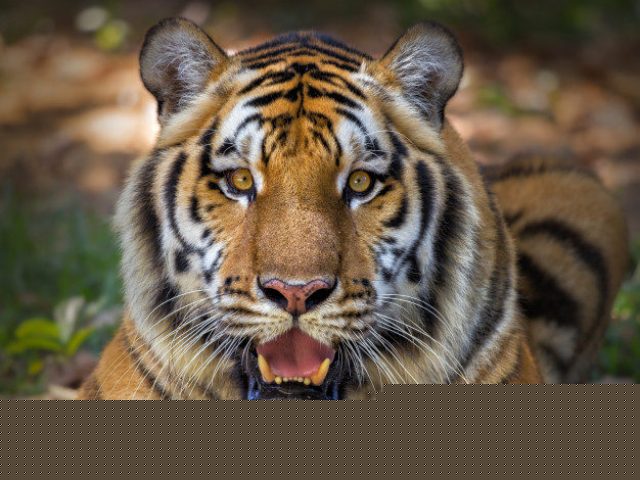 Tigre do zoológico de Nova York testa positivo para coronavírus