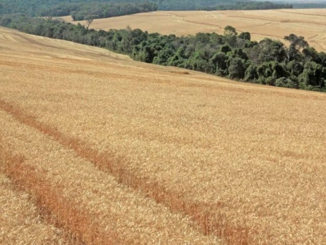 Auditores agropecuários atuam na fiscalização de emendas parlamentares