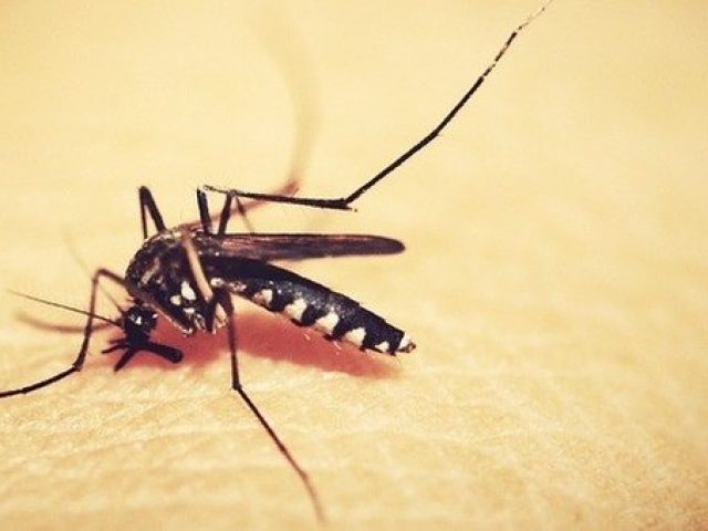 Secretária da saúde de Espumoso fala sobre o combate à dengue