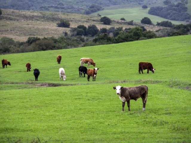 RS mais perto de conquistar o status de zona livre de aftosa sem vacinação