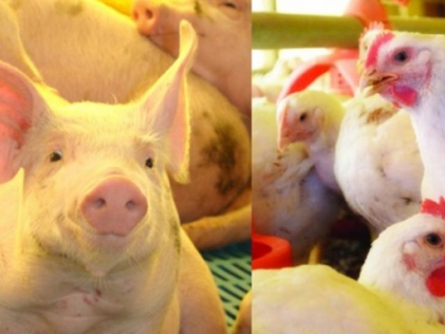 Agricultores integrados serão beneficiados com nova resolução