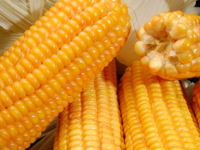 Subsídios do Programa Troca-Troca de Sementes de milho são tema de reunião com o governo estadual