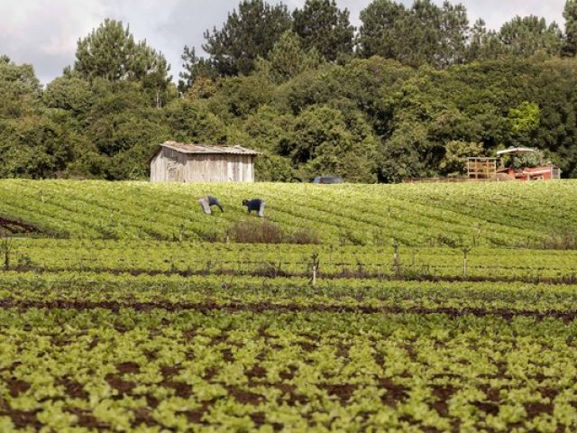 Jornalista antecipa quais serão as taxas de juros do Plano Safra 2020/2021