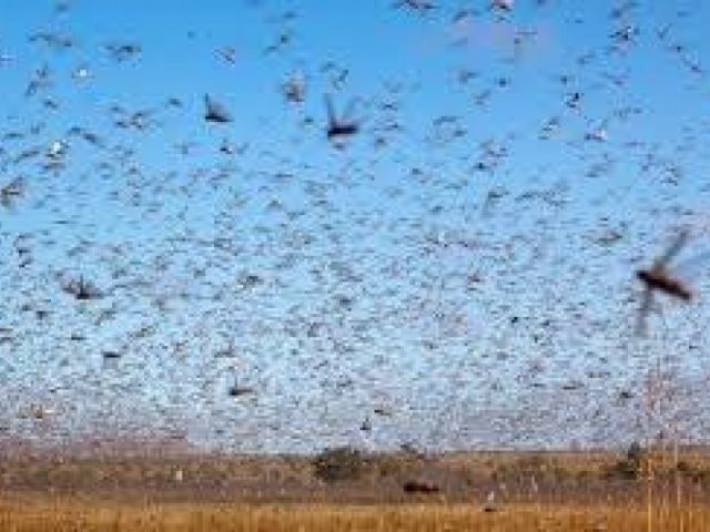 Argentina faz novo ataque contra nuvem de gafanhotos na fronteira