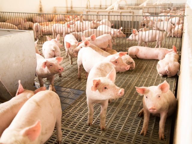 Preços pagos aos produtores de suínos começam a se recuperar