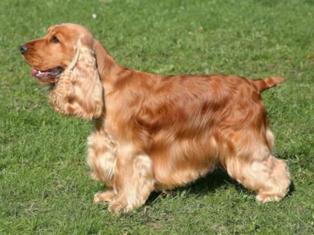 Cachorros são treinados para sentir o cheiro do coronavírus em pessoas assintomáticas