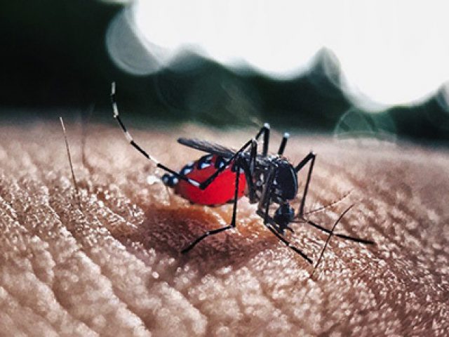 Pesquisadores encontram nova linhagem do zika vírus em circulação no Brasil