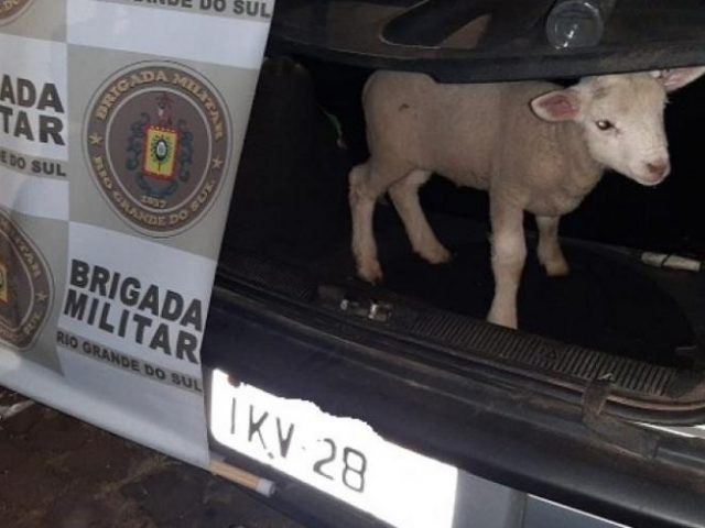 Brigada Militar prende dois e recupera cordeiro furtado no interior de Soledade