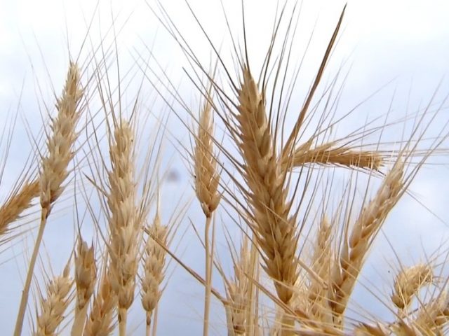 Produtores do RS aumentam a área plantada de grãos neste inverno