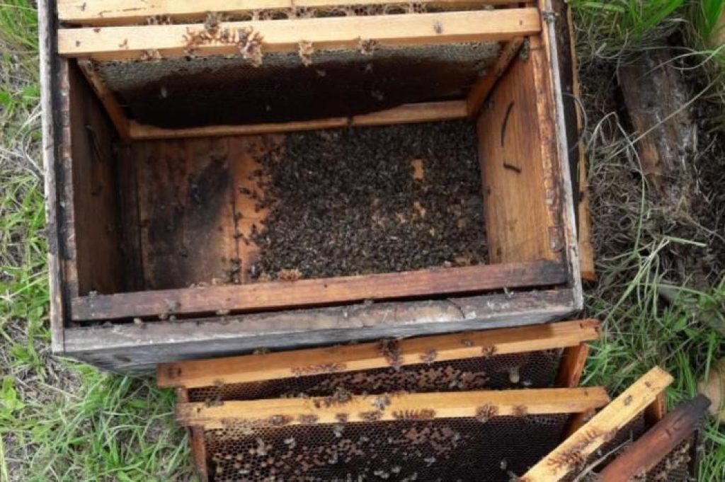 Preservação de abelhas nativas sem ferrão segue sendo realizada em Tio Hugo