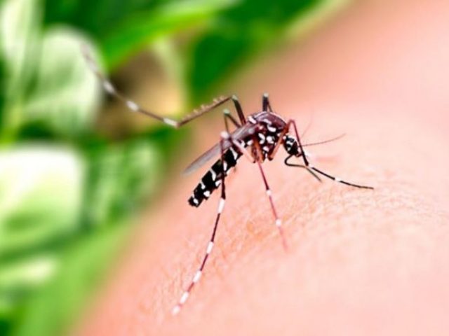 Confirmados 2 casos de dengue em Lagoa dos Três Cantos