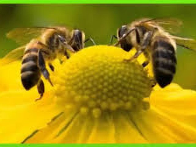 As abelhas estão sumindo… e agora????