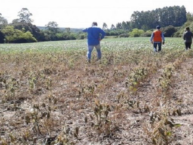 Governo gaúcho publica decreto sobre pagamento de auxílio a agricultores familiares atingidos pela estiagem