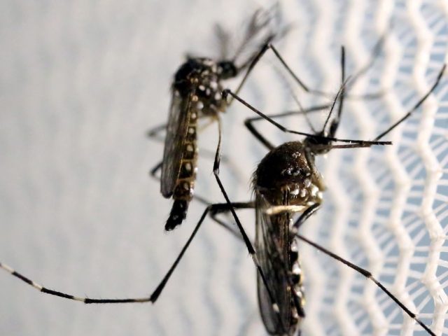 Ibirubá já tem 334 casos de dengue e a situação preocupa as autoridades