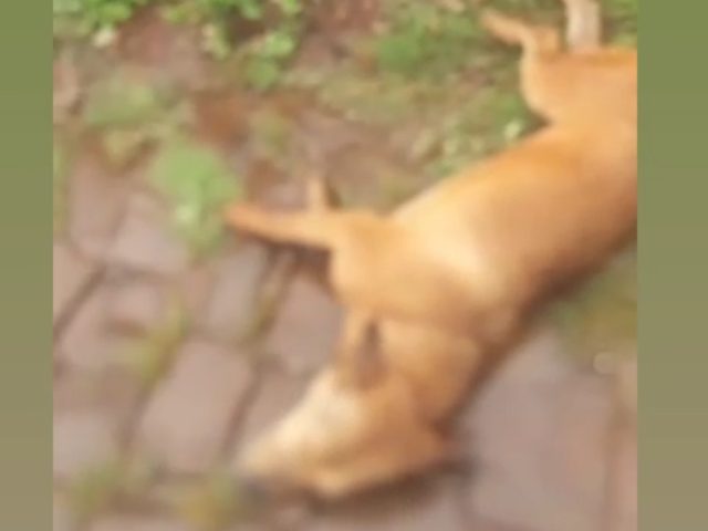 Editando: Polícia não confirma agressão ao cachorro em Tapera e vai investigar o caso