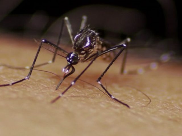 RS confirma mais uma morte por dengue, em Selbach; total chega a 9