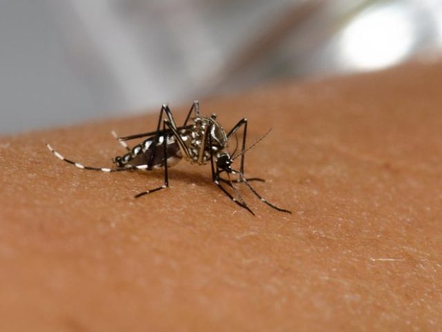 RS confirma 36ª morte por dengue em 2023; vítima é homem de 43 anos, segundo Secretaria da Saúde