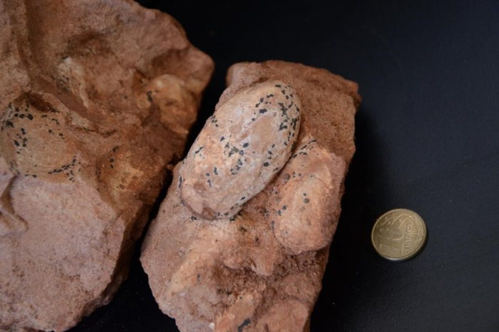 Ovos de 80 milhões de anos são encontrados durante obra em rodovia de Minas Gerais