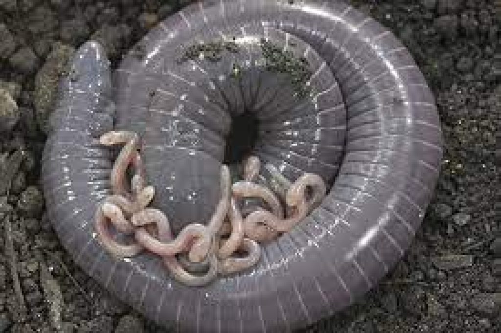 Estudo inédito do Butantan sugere que filhotes de cobras-cegas são alimentados com “leite materno”