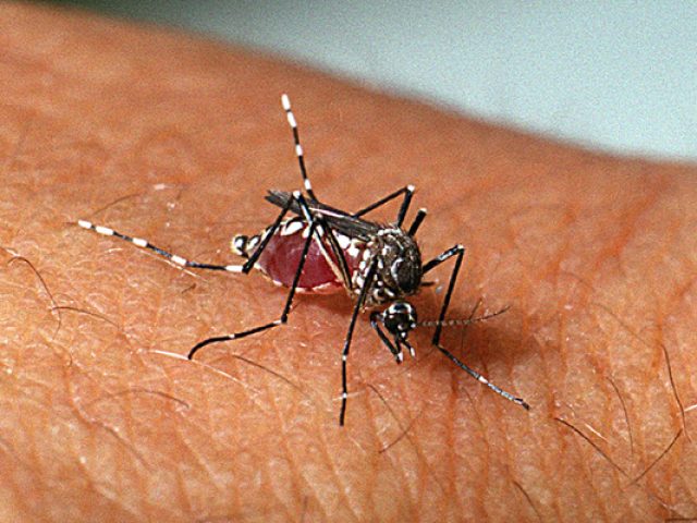 Epidemia de Dengue no Rio Grande do Sul em 2024