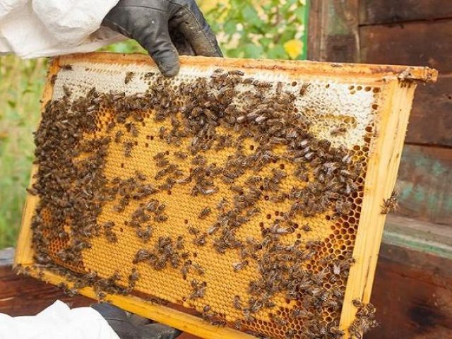 Apicultor Cesar de Souza destaca cuidados essenciais com abelhas durante aplicação do fumacê