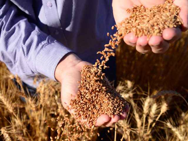 El Niño afeta a produção de sementes no Sul