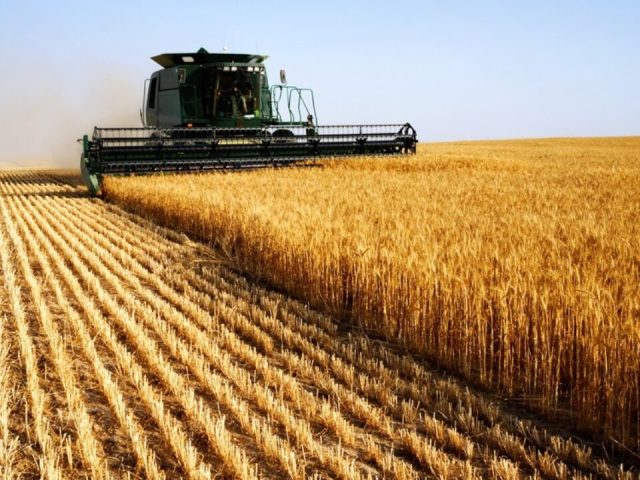 Técnico agrícola da Cotriel revela avanço na colheita em Espumoso