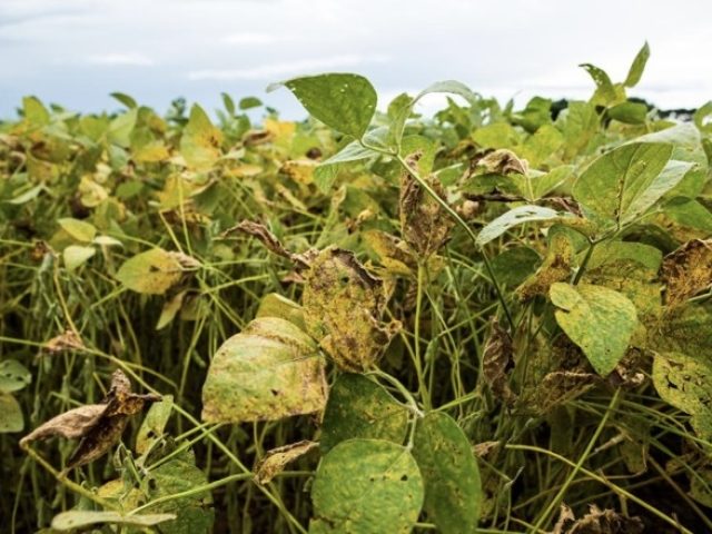 Farsul defende prazo mínimo de 15 anos para pagamento de dívidas do campo